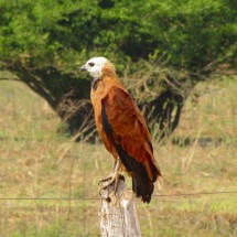 Raptor looking for prey